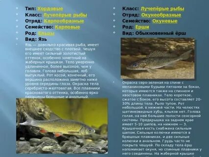 Семейство лучеперых