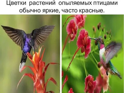 Опыление растений водой