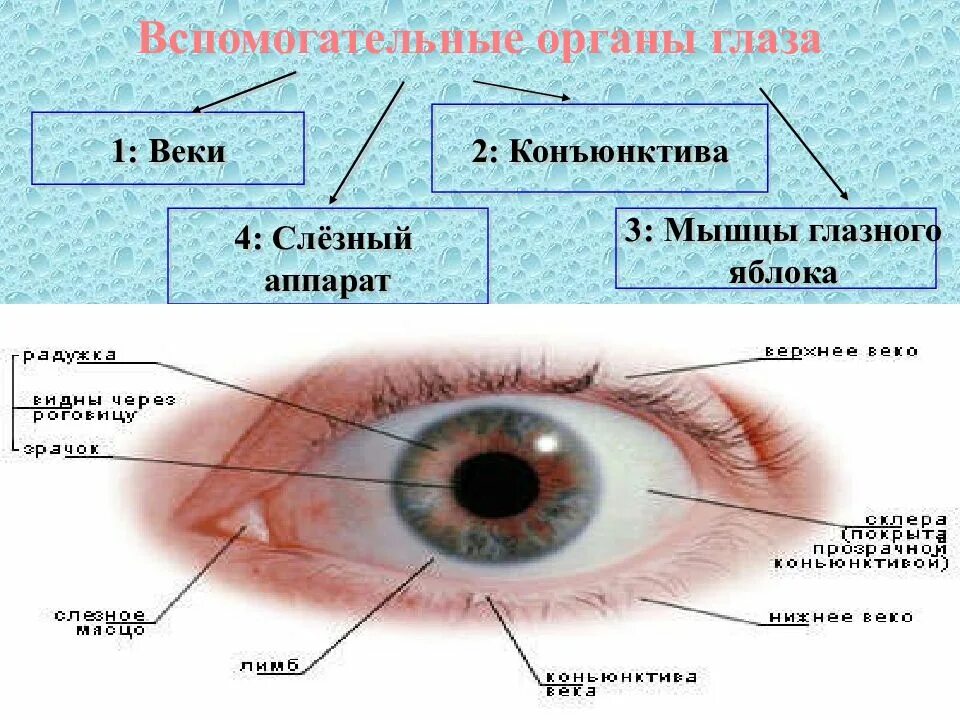 Вспомогательные органы глаза. Вспомогательные оиганв глаз. Вспомогательные органы глаза веки конъюнктива. Вспомогательный аппарат глазного яблока мышцы веки слезный аппарат. Глаз глазное яблоко вспомогательный аппарат