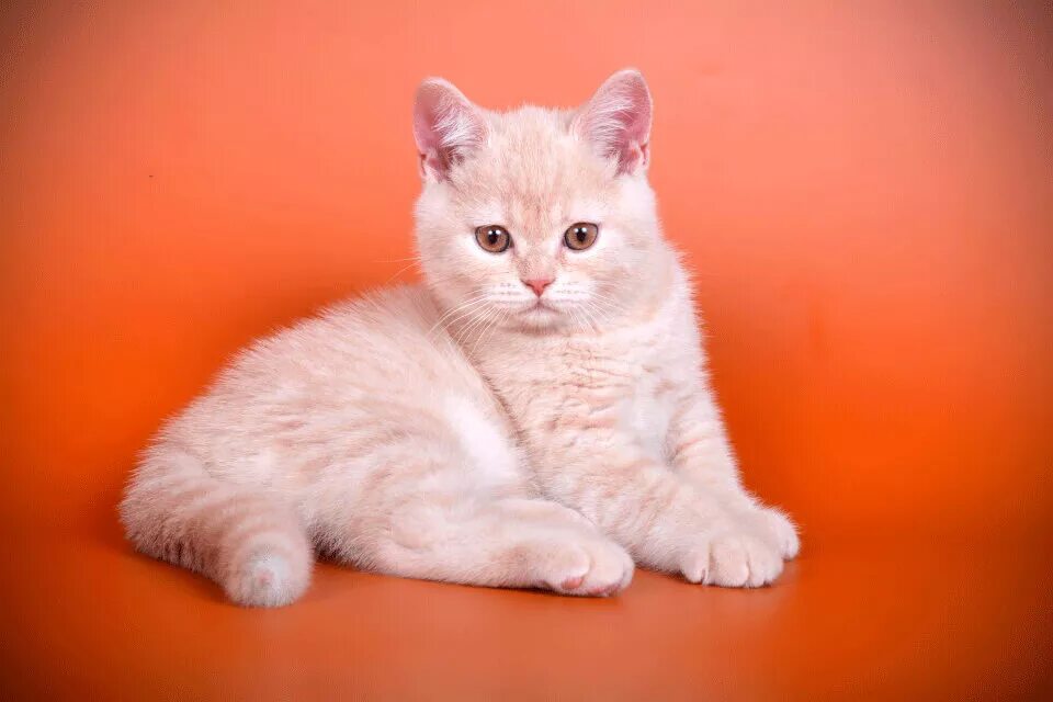 персиковый британец кот. британская персиковая кошка. британский короткошерстный персиковый. кот британский гладкошерстный палевый. британская персиковая кошка.