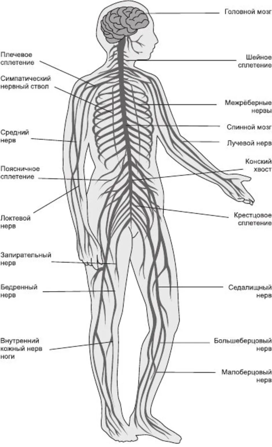 Схема нервов