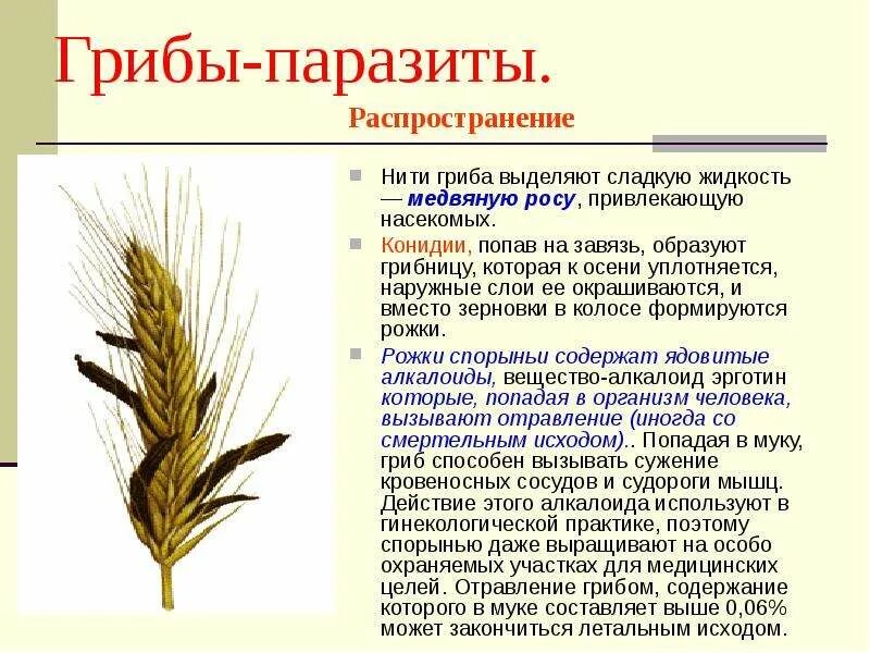 Спорынья используется в медицине. Спорынья гриб паразит. спорынья болезнь. спорынья строение гриба. спорынья значение.