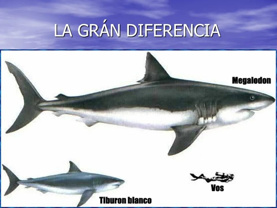 Какой длины акула. Кархародон МЕГАЛОДОН. МЕГАЛОДОН И белая акула. МЕГАЛОДОН И белая акула сравнение. Белая акула по сравнению с МЕГАЛОДОНОМ.