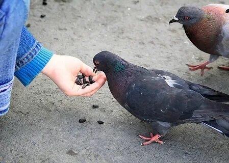 Существует ли голуби