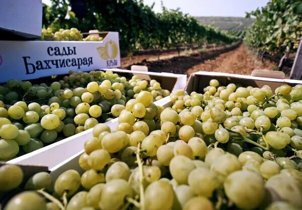 Фрукты Алушты. Сбор фруктов в Крыму. Производство продуктов питания в Крыму. Сады Бахчисарая.