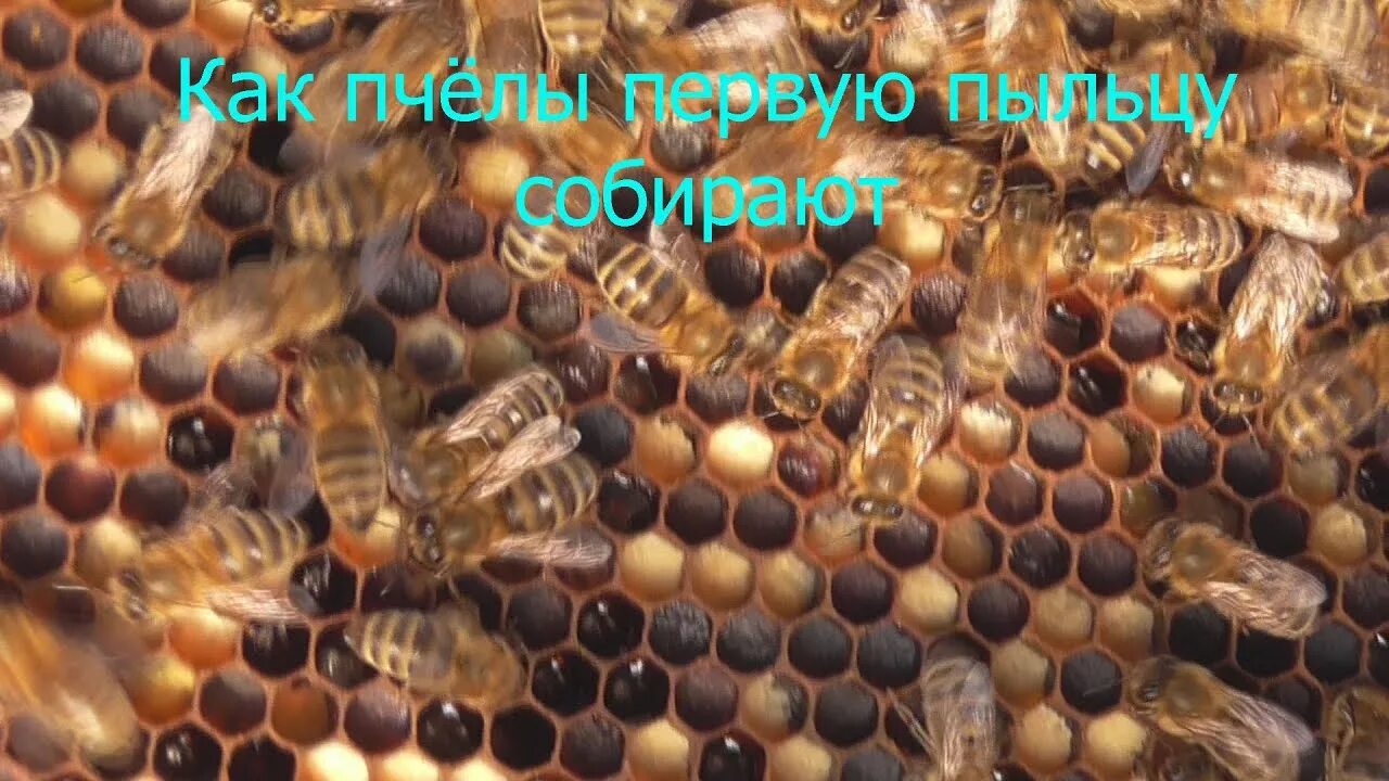 Пчелы 1 разбор. Как пчела собирает пыльцу. Пыльца пчелиная как собирают. Как добывают пыльцу от пчел. Как собирают пчелиную обножку.