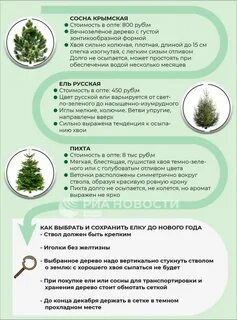 Как сохранить ель