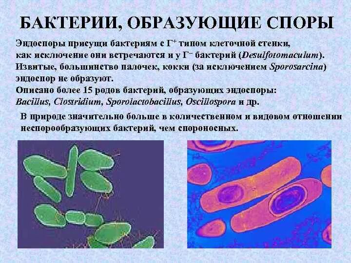 Споры бактерий 5 класс. Спорообразование бактериальной клетки. Бактерии образующие споры. Эндоспоры бактерий. Бактерии способные образовывать споры бациллы.