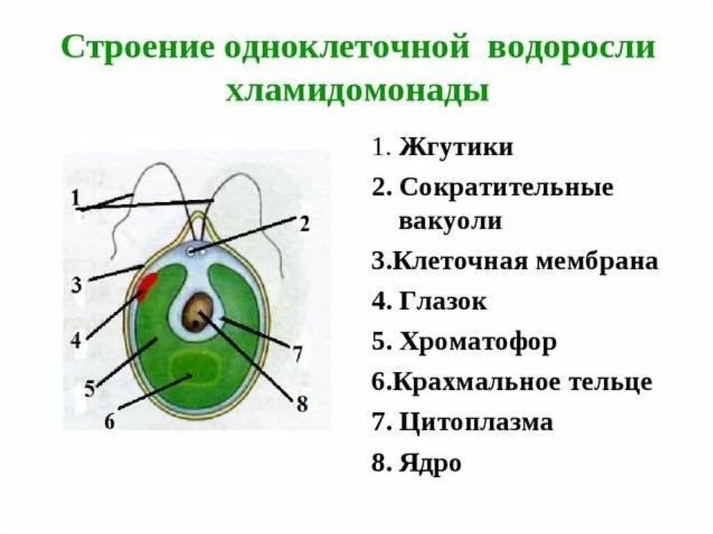 2 строение водорослей. Строение одноклеточной водоросли хламидомонады. Строение одноклеточной водоросли хламидомонады рисунок. Строение одна клеточных водросление. Трение одноклеточной водоросли.