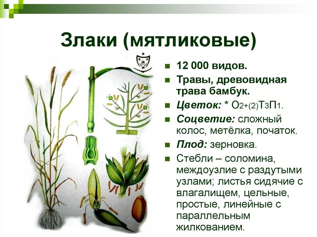 Органы злаковых. Строение цветка злаковые Мятликовые. Строение цветка семейства злаки Мятликовые. Формула цветка злаки или Мятликовые. Семейство Мятликовые формула цветка.