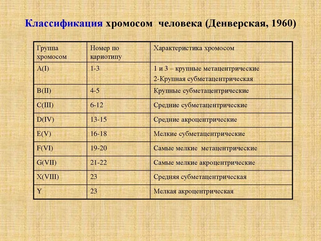 Характеристики хромосом человека. Денверская классификация хромосом. Денверская и Парижская классификация хромосом. Классификация хромосом человека. Денверская классификация хромосом человека таблица.