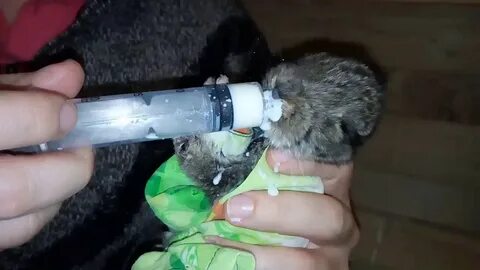 Кролики без крольчихи