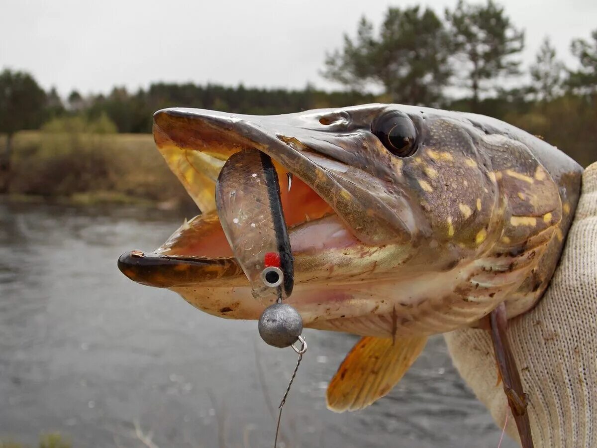 Рыбалка на щуку. Щука. Рыбалка на щуку. Ловля щуки на джиг. Рыбалка на щуку.