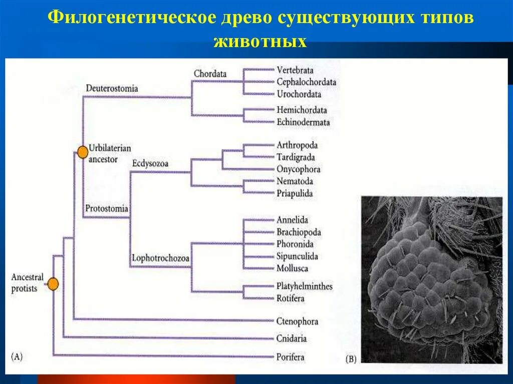 Последовательности каких генов можно использовать для филогенетического