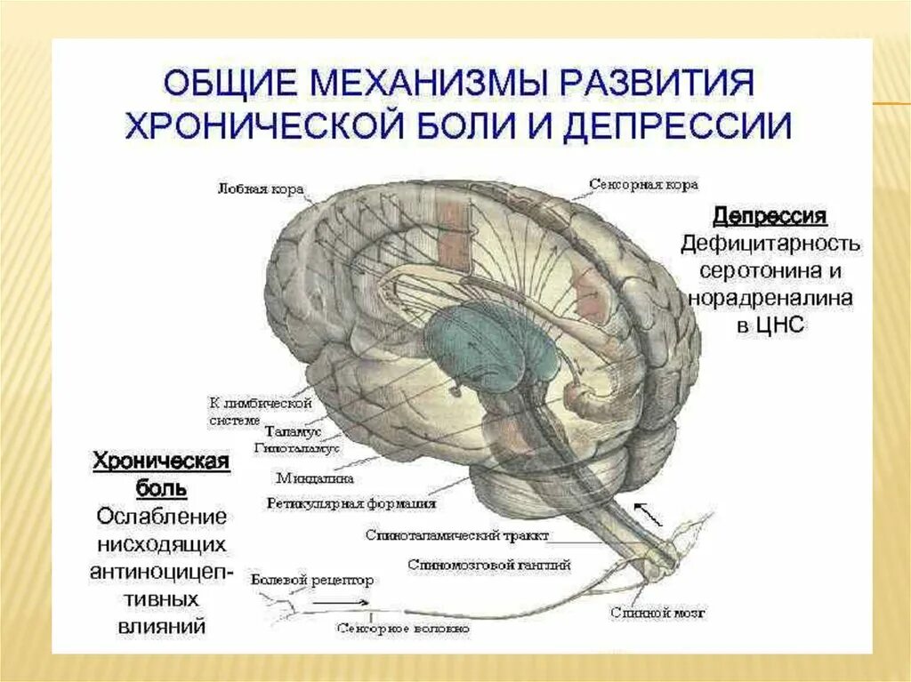 Механизм депрессии в мозге. Механизм хронической боли. Механизм развития депрессии. Механизм формирования депрессии.