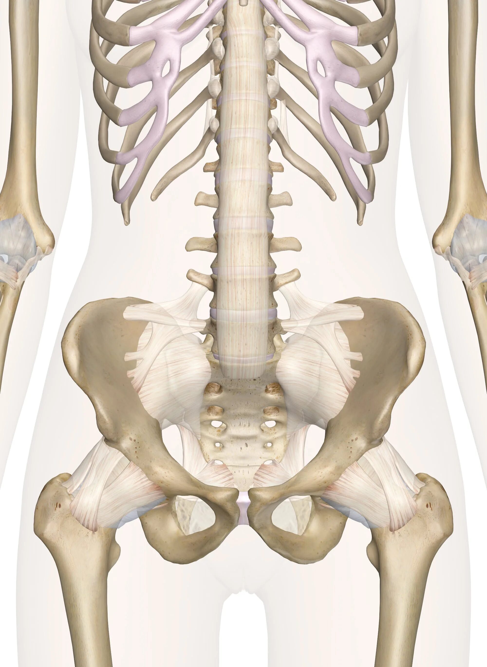 Тазовый скелет человека. Pelvis кость. скелет таза. тазовая кость скелет. таз pelvis.