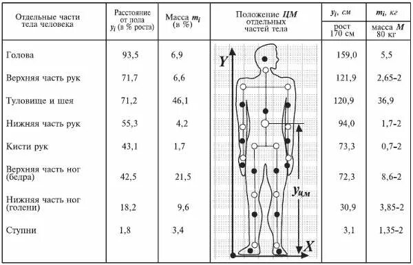 Длина рук составляет. Пропорции веса частей тела человека. Пропорции человеческого тела таблица. Масса частей тела в процентах. Процентное соотношение длины частей тела.