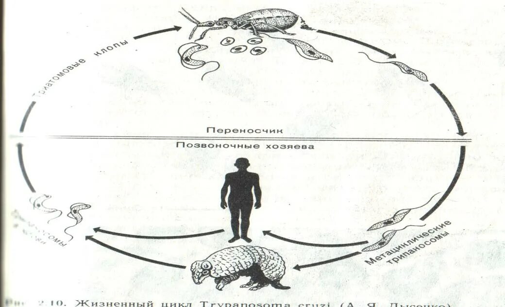 Маленький цикл развития. Все циклы развития. Тахины цикл развития.