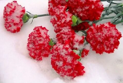 Песня алые гвоздики на снегу