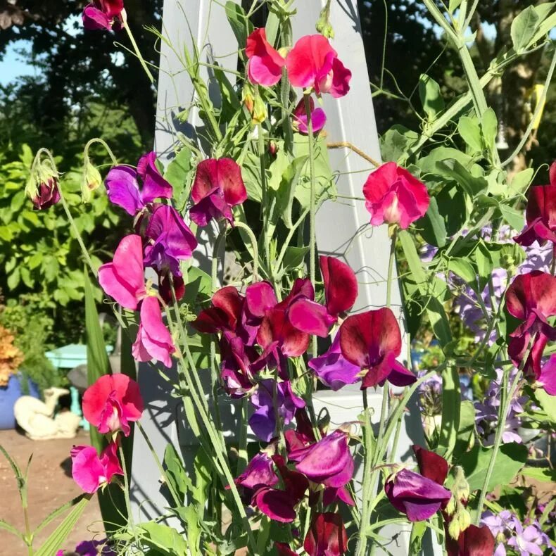 Душистый горошек в грунт. Душистый горошек матукана. lathyrus odoratus. душистый горошек баттерфляй. душистый горошек риппл микс.