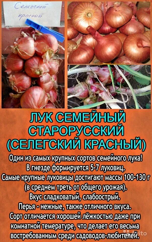 Семейный сорта. Лук шалот семейка. лук семейный (шалот) дружная семейка. лук семейный (шалот, сорт сорокозубка). лук шалот уральский красный.