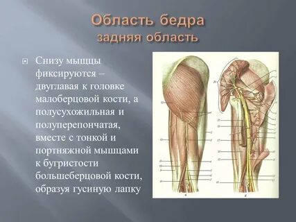 Область заднюю поверхность бедра