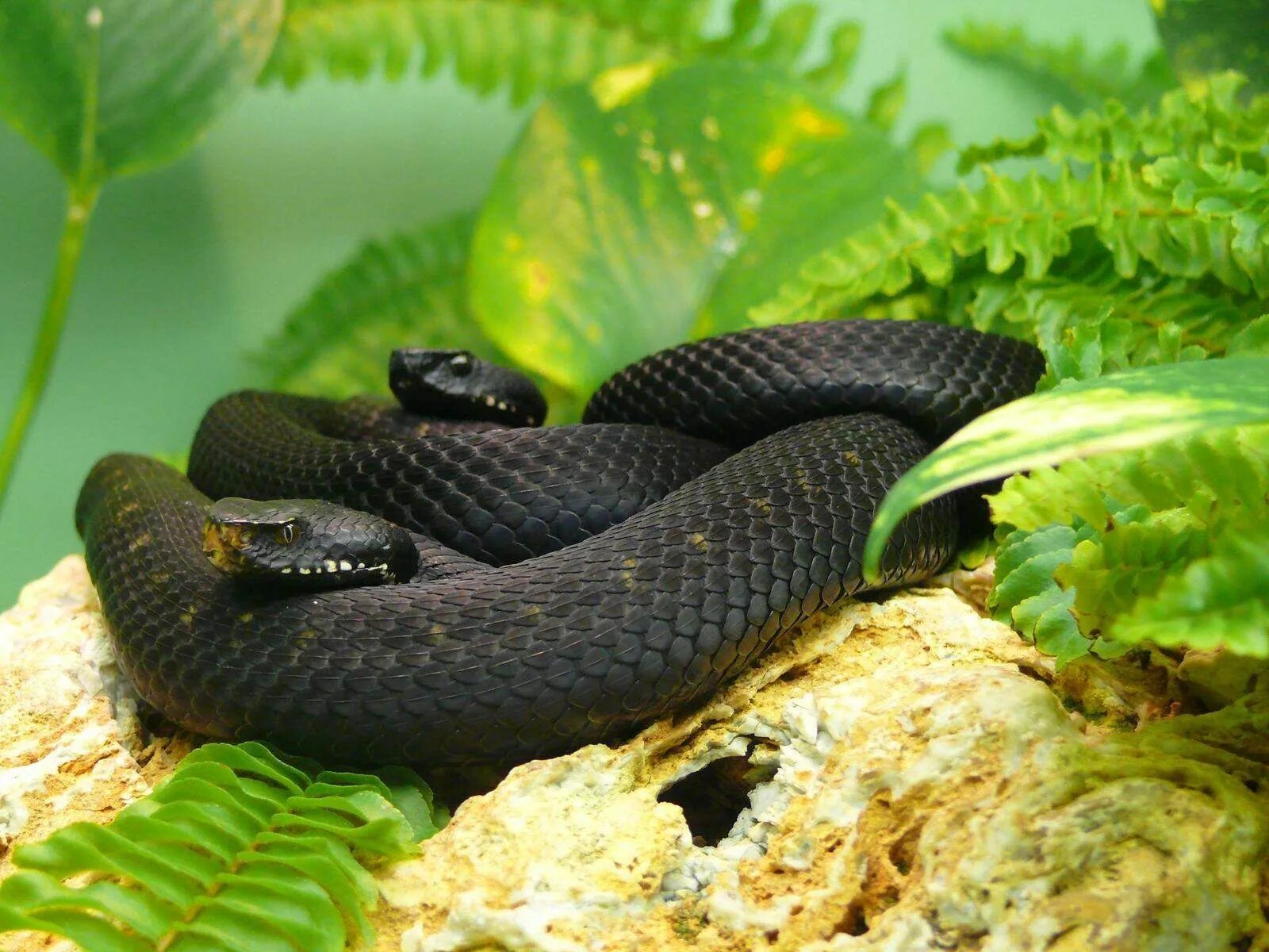 Http mamba. Чёрная мамба змея. Чёрная мамба Dendroaspis polylepis. Ядовитая змея черная мамба. Черный полоз змея.