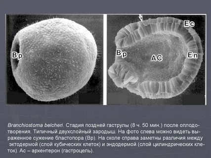Гаструла это двухслойный зародыш однослойный зародыш