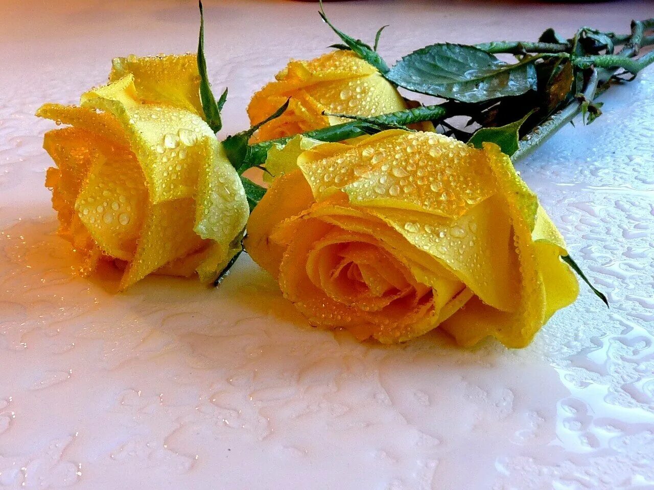 Видео открытка счастья. Желтые розы открытки. С днем рождения желтые розы. Желтые розы открытки красивые. Поздравляю с днем рождения желтые розы.