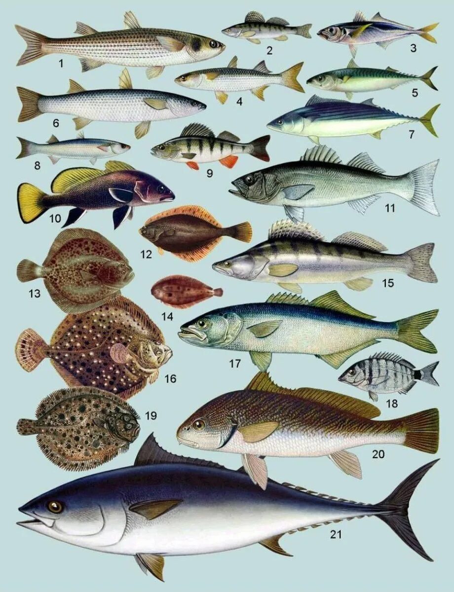 Виды рыб в Волге. Морская Промысловая рыба. Рыбы которые водятся. Рыба обитающая в Волге.