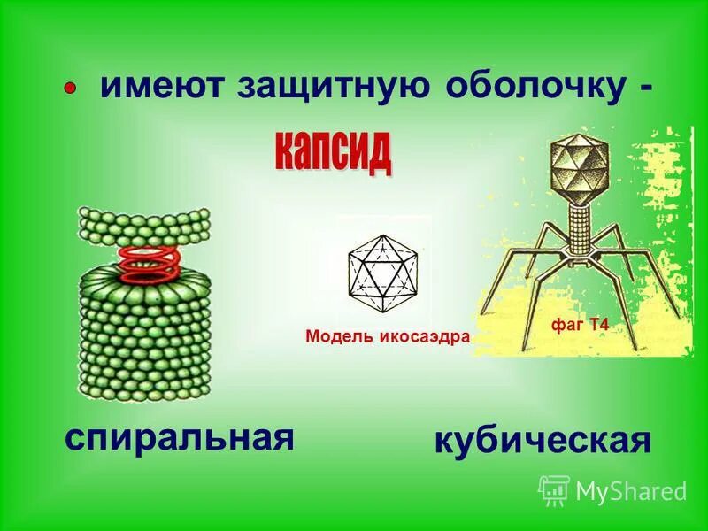 иммунная система кишечника. воздушная оболочка земли. двойная оболочка аэс-2006. строение оболочек глаза. тканевый состав оболочек глазного яблока.