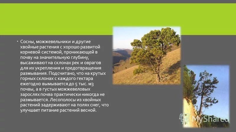 Использование хвойных растений человеком. Сосна значение и применение. Хвойные растения в жизни человека. Хвойные растения в медицине. Значение голосеменных растений 5 класс биология.