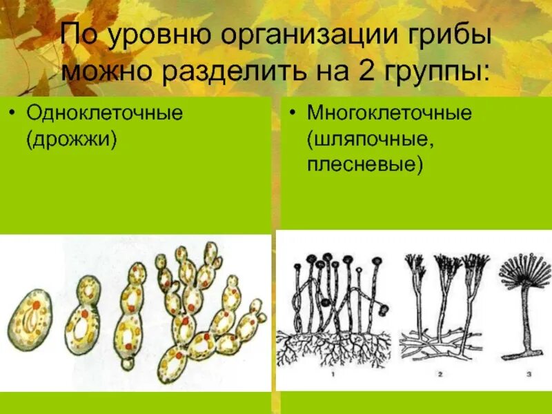 Группы грибов плесневые дрожжи Шляпочные. Грибы Шляпочные, плесневые, паразитические, дрожжи. Царство грибов одноклеточные или многоклеточные. Царство грибов одноклеточные (дрожжи).