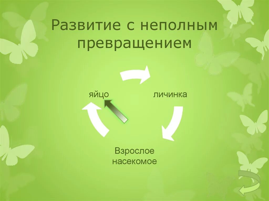 Стадия развития неполного превращения. Равнокрылые тип развития. неполное превращение. цикл развития равнокрылых. равнокрылые презентация.