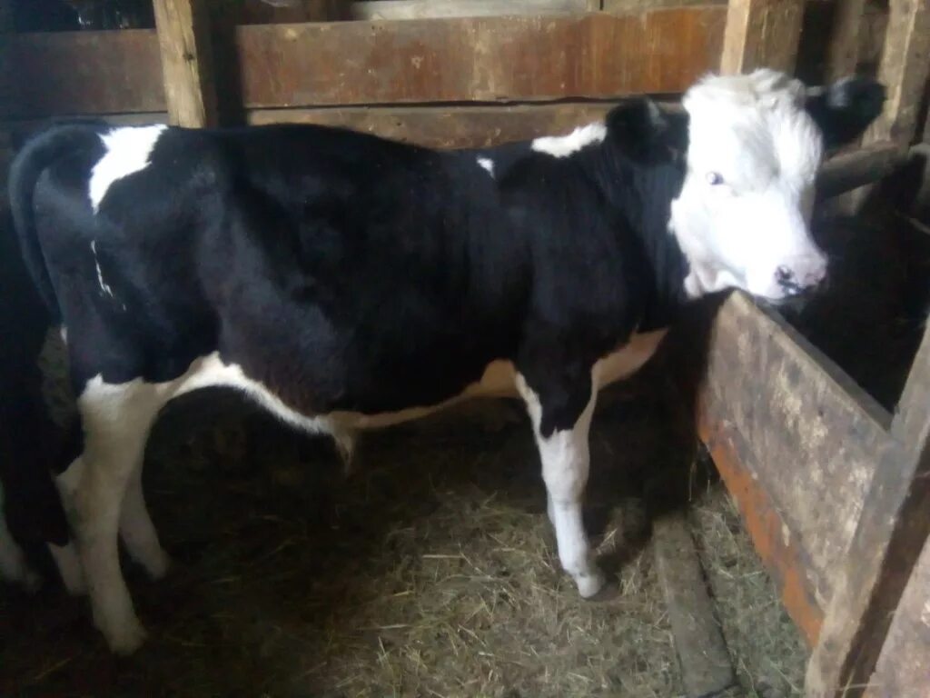 бычок 1. бычок 6 месяцев. черный 5 месячный бычок. бычок 6 месяцев. двухнедельный бычок.