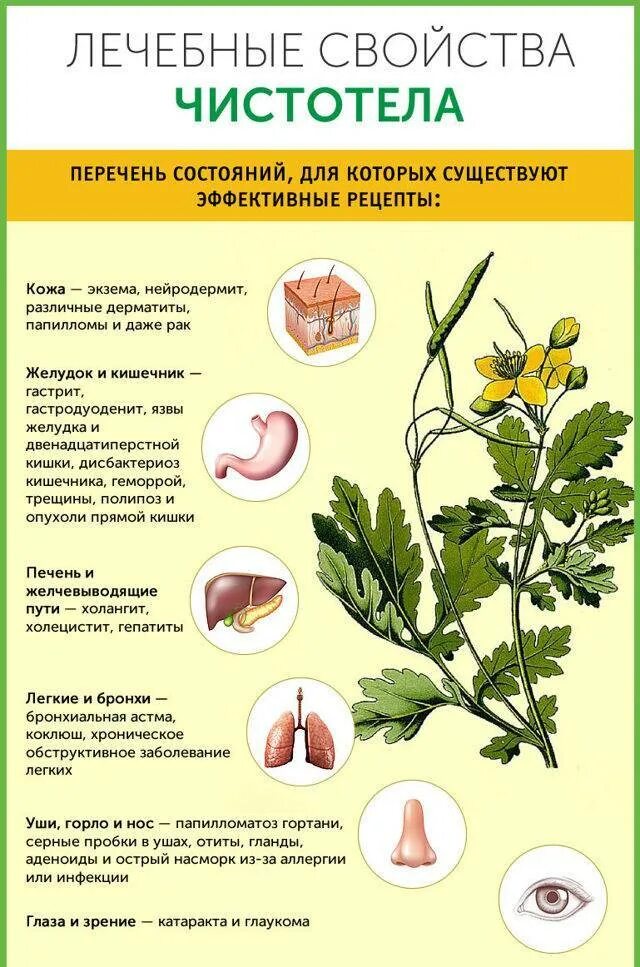 Чистотел лечебные свойства и применение в народной. Лекарственные растения чистотел. трава чистотел применение. чистотел лечебные свойства. лечебные травяные лекарства чистотела.
