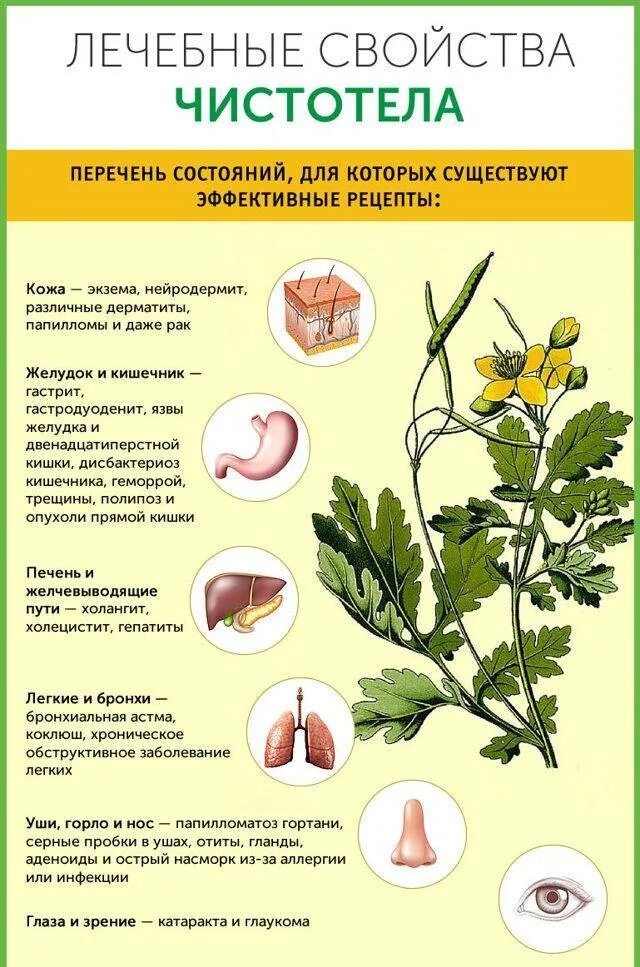 Лечебная трава чистотел применение. Лекарственные растения чистотел. Трава чистотел применение. Чистотел лечебные свойства. Лечебные травяные лекарства чистотела.