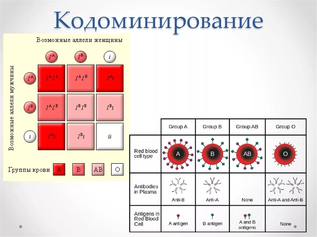 Группы крови человека наследуются. Группы крови наследуются по типу кодоминирования. Генетическая схема наследования групп крови. Наследование групп крови у человека кодоминирование. Генетика групп крови кодоминирование.