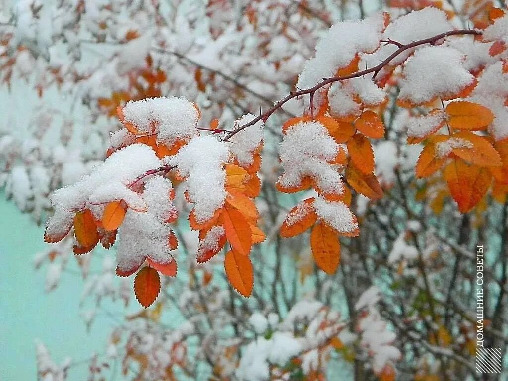 Снег в октябре стихи. Первый снег. С наступлением зимы. Скоро зима. Ноябрь скоро зима.