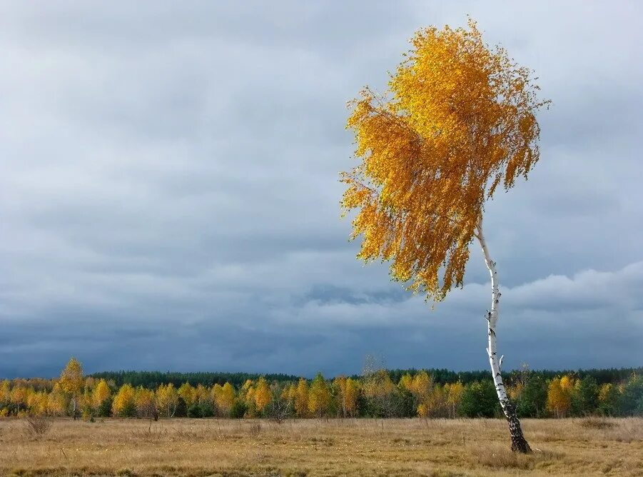 Осенняя береза. Осенняя Березка. Береза осенью. Береза осень. Осеннее дерево береза.