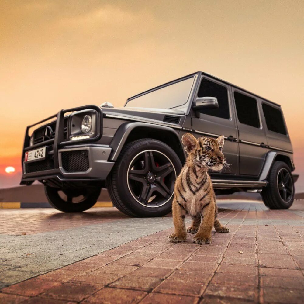 Mercedes лев. Mercedes Benz g63 AMG. Мерседес Гелендваген тигр. Mercedes Benz g63 хамелеон. G63 AMG Lamborghini.