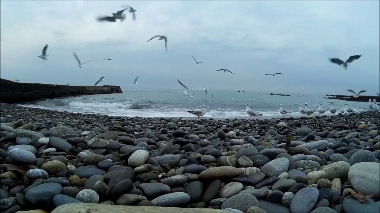 Море Чайки шум прибоя. Чайки на волнах. Прибой волны Чайки. Зима Чайки море. Звук чайки слушать