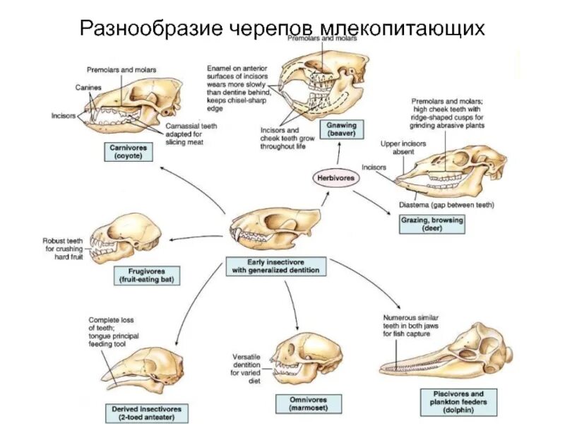 Отряды млекопитающих строение черепа. Сравнительная характеристика черепов млекопитающих. Строение черепа млекопитающих разных отрядов. Строение черепа млекопитающих таблица. Класс млекопитающие череп