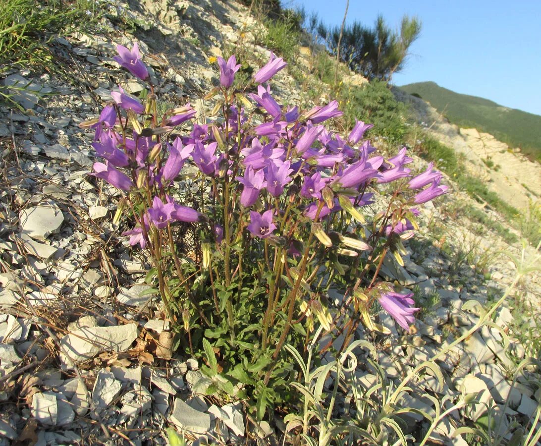 Растение краснодарского края 2 класс. Campanula komarovii. лечебные травы краснодарского края. 24. campanula komarovii. горные растения краснодарского.
