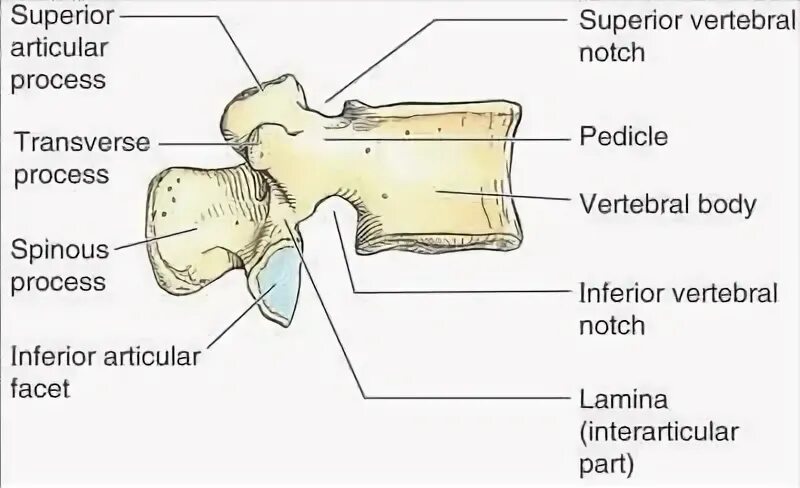X process. Inferior vertebral notch. Transverse. Front transverse Bracket. Inferior end Plate of vertebral body.