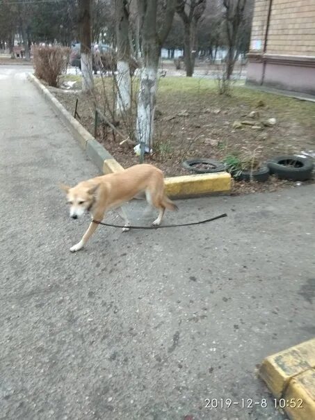 Найдена рыжая собака. Собака в ошейнике бежит. Собака рыжая найдена Марушкино. Тверь потерялась рыжая собака с поводком. Бежать голодный