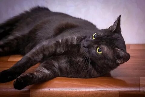 Коты черный дым