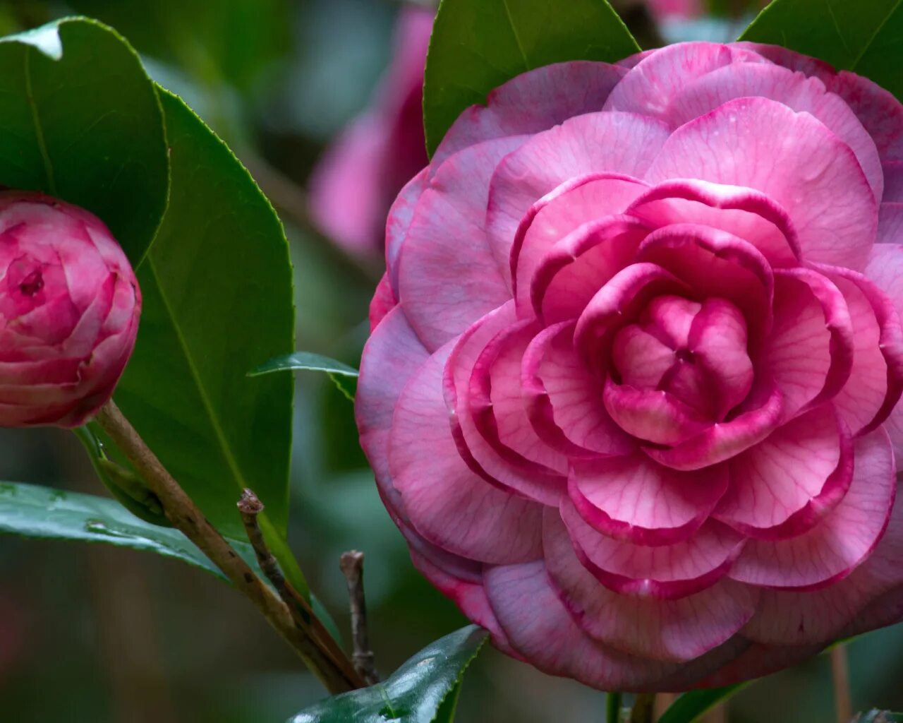 розовые камелии