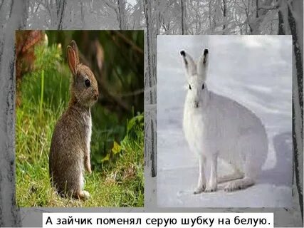 Когда заяц меняет окраску