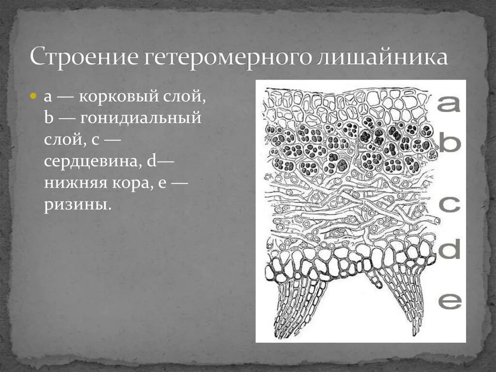 Строение гетеромерного лишайника. Строения лишайника Нижний коровый слой. Строение лишайника гетеромерного типа. Гомеомерный таллом лишайника.